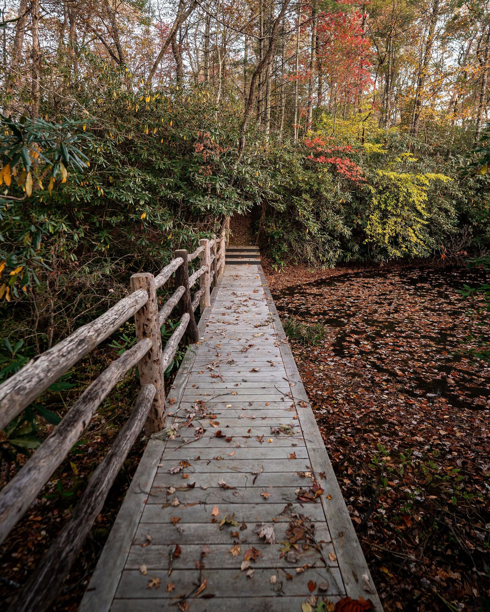 Split-rail fence and boardwalk through rhododendron on a home site, High Hampton, Cashiers NC
